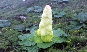 लेकाली कान्छा (मुकुम)को गजल: बुद्ध जस्तो सरकार खाँँचो परेको छ ।