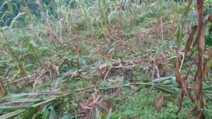 बँदेलबाट अन्नबाली जोगाउन मुस्किल